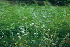 Aconitum heterophyllum